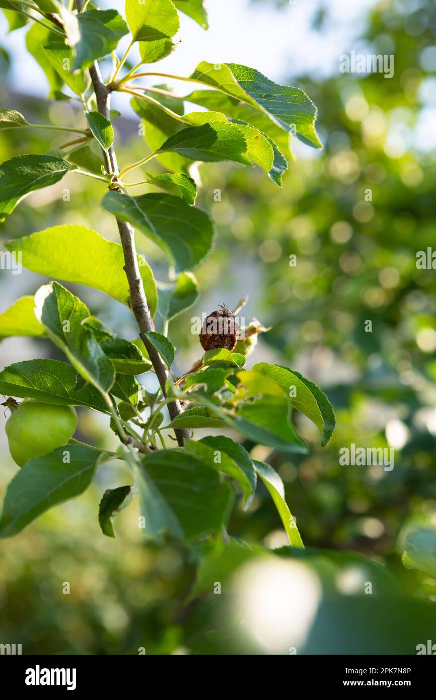Anbau grüner Apfelfrucht mit Kranke auf dem Ast in der Gartenkrankheitspflanze Stockfoto