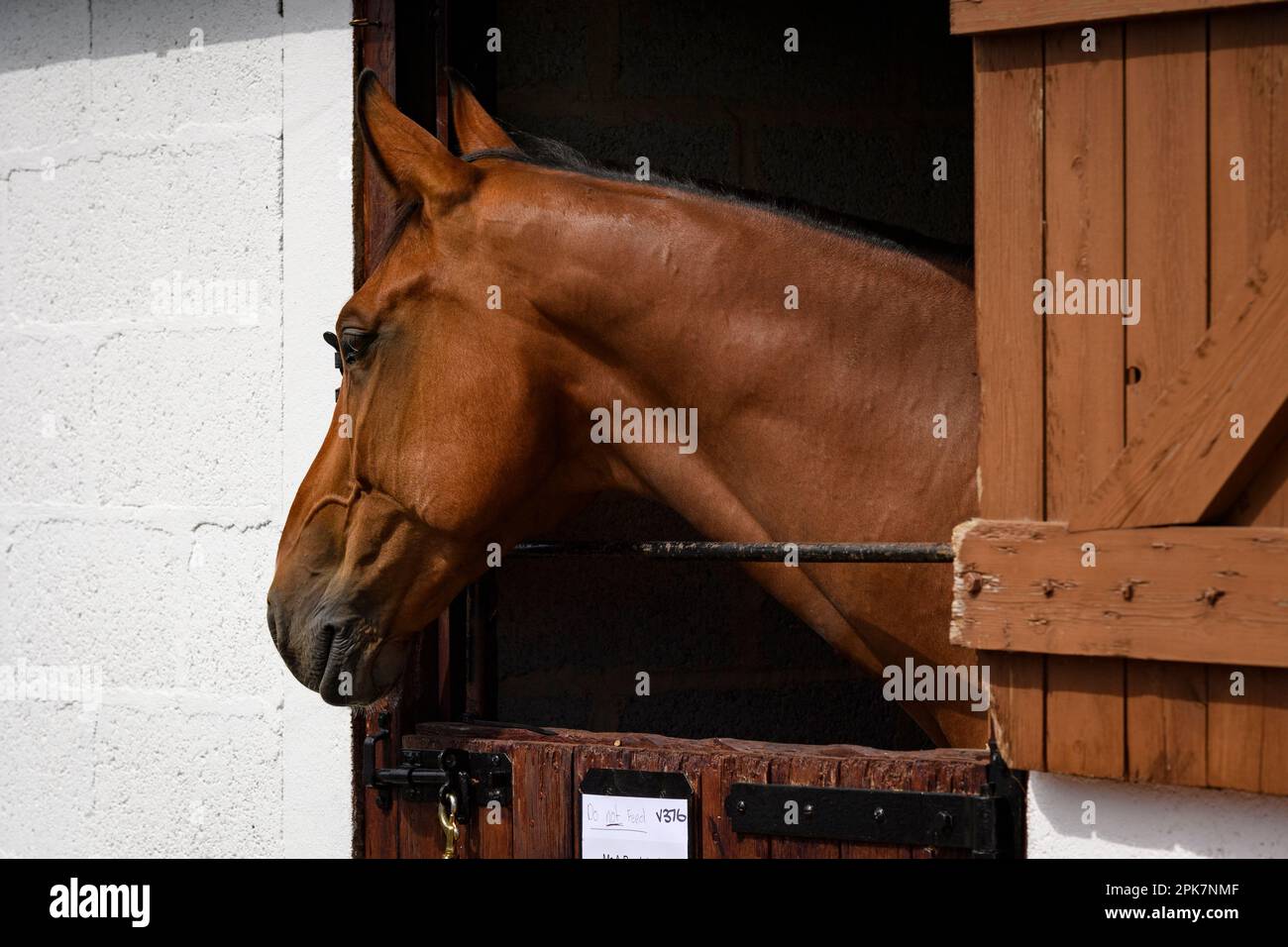 Brown Horse's Head Over Stable Door (Nahaufnahme von der Seite, Teilnehmer am Pferdesport, Ausstellungsgelände) - Great Yorkshire Show, Harrogate, England, Großbritannien. Stockfoto