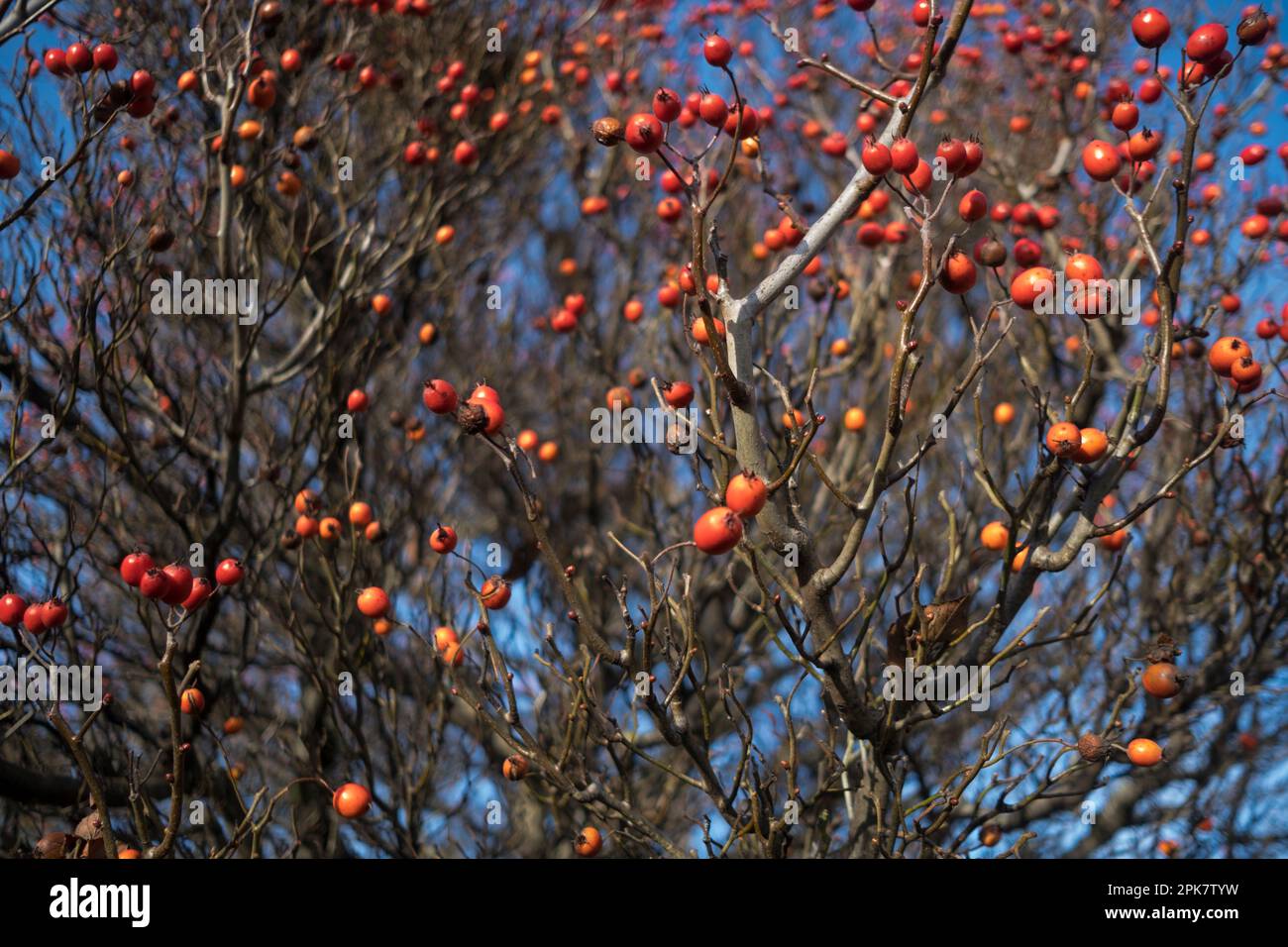 Ein fruchtbarer Krabbenapfel im Winter, rote Krabbenäpfel. Stockfoto