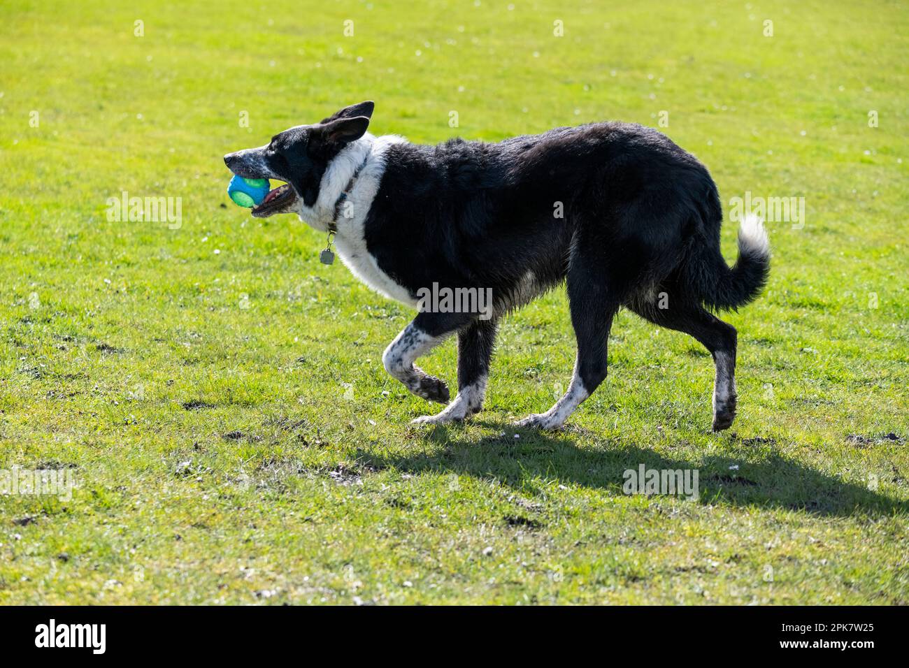 Border Collie, ein Hund, der im Frühling draußen auf einem Feld spielt Stockfoto