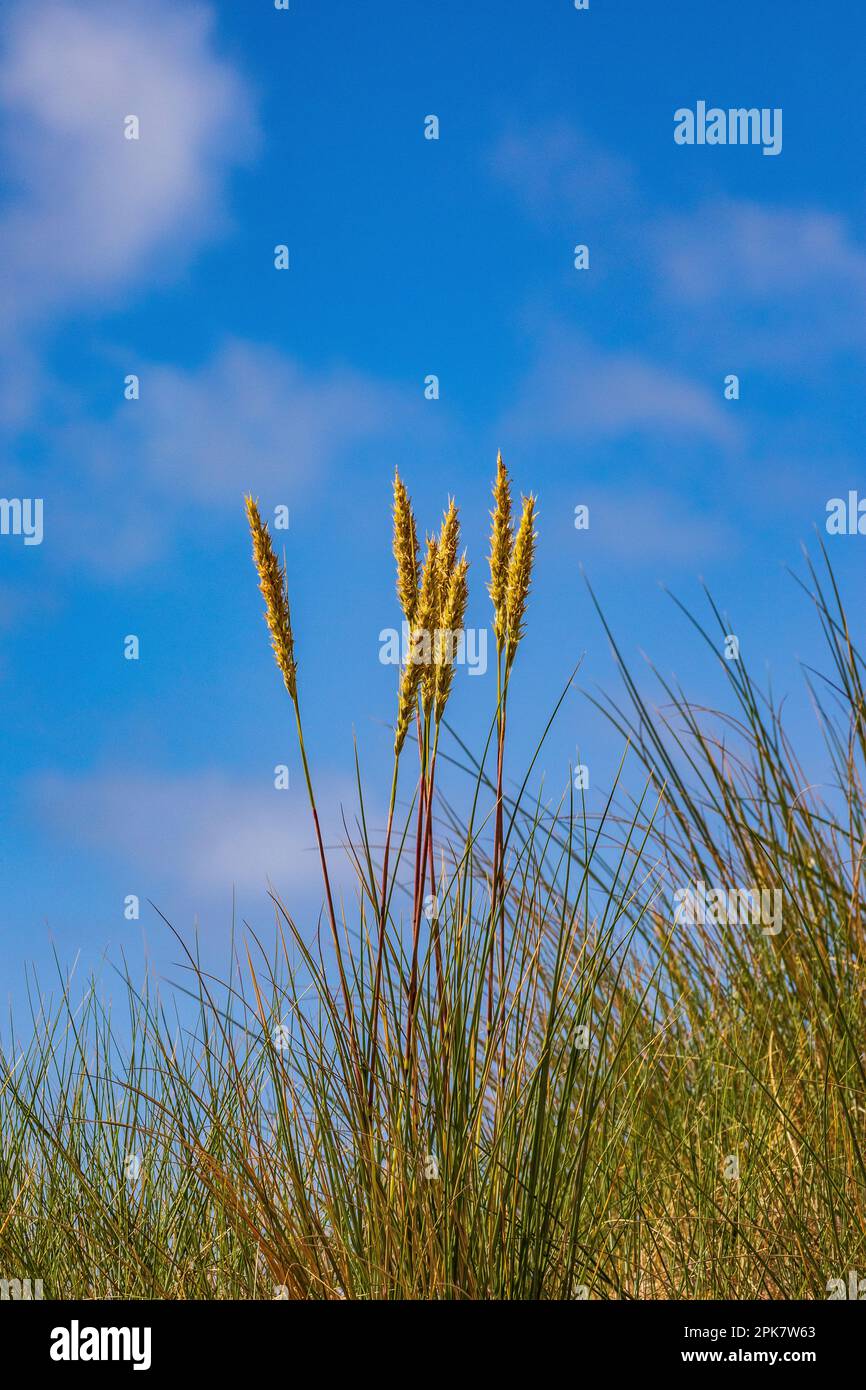 Marine Biodiversität Habitat: Marram Dunes Art: Marram Grass Wissenschaftliche Bezeichnung: Ammophila arenaria Größe: 1m cm in der Höhe Farbe: Glänzende grüne Blätter WIT Stockfoto