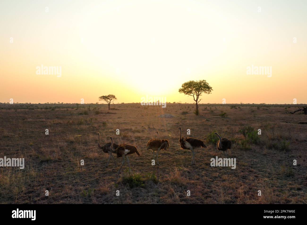 Strauße, Struthio, bei Sonnenuntergang, eine kleine Gruppe Vögel. Stockfoto