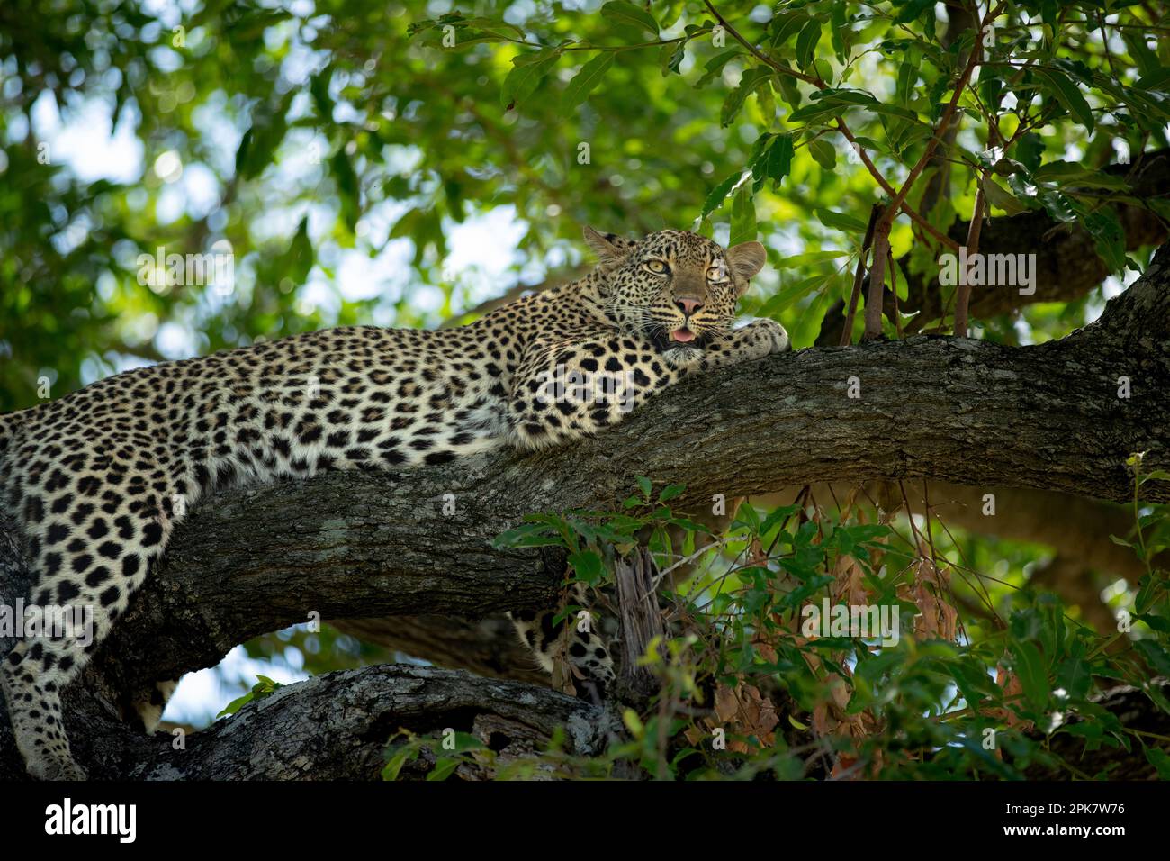 Ein weiblicher Leopard, Panthera Pardus, der auf einem Ast liegt. Stockfoto