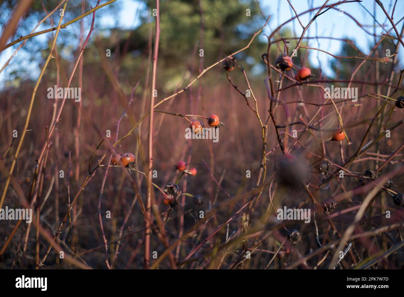 Oberflächenansicht von Pflanzen, Gräsern und Nootka-Rosenpflanzen mit Beeren. Stockfoto