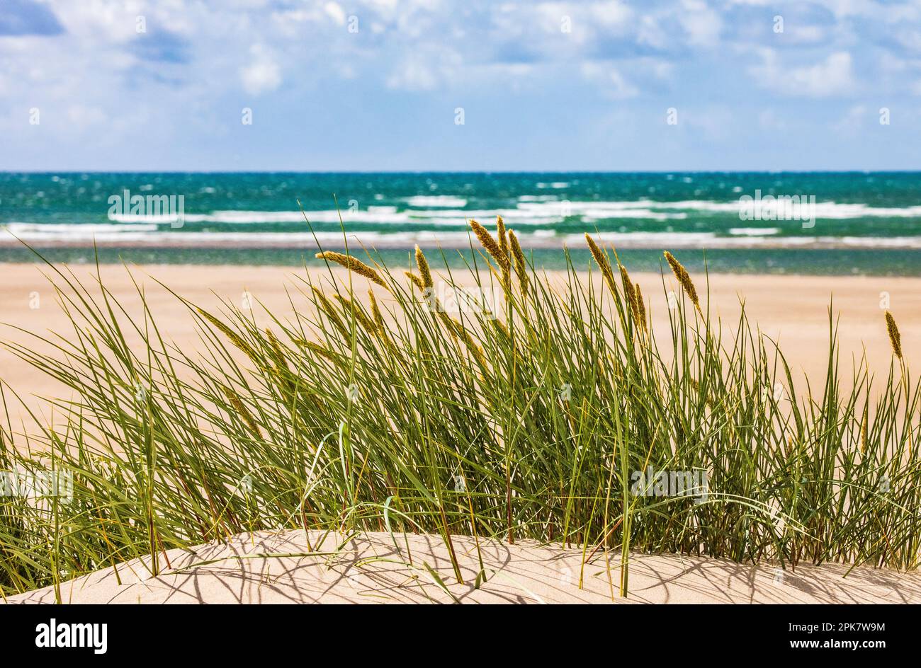 Marine Biodiversität Habitat: Marram Dunes Art: Marram Grass Wissenschaftliche Bezeichnung: Ammophila arenaria Größe: 1m cm in der Höhe Farbe: Glänzende grüne Blätter WIT Stockfoto