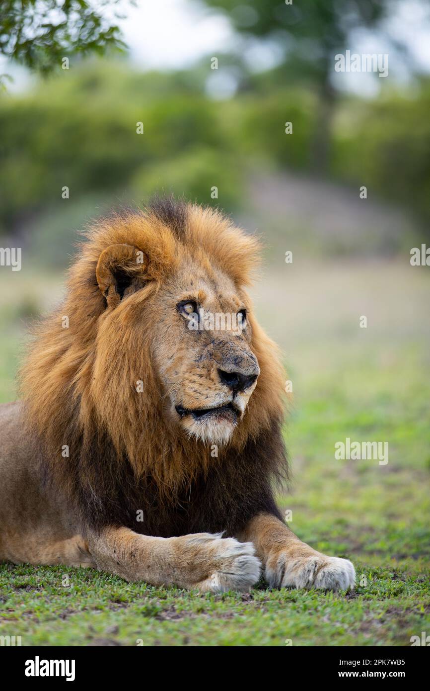 Nahaufnahme eines männlichen Löwen, Panthera leo, direkter Blick. Stockfoto