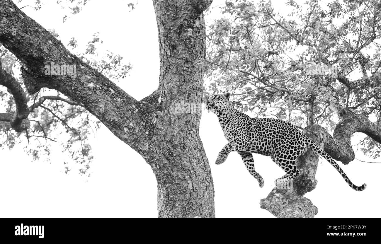 Ein Leopard, Panthera Pardus, springt zwischen Ästen, schwarz und weiß. Stockfoto