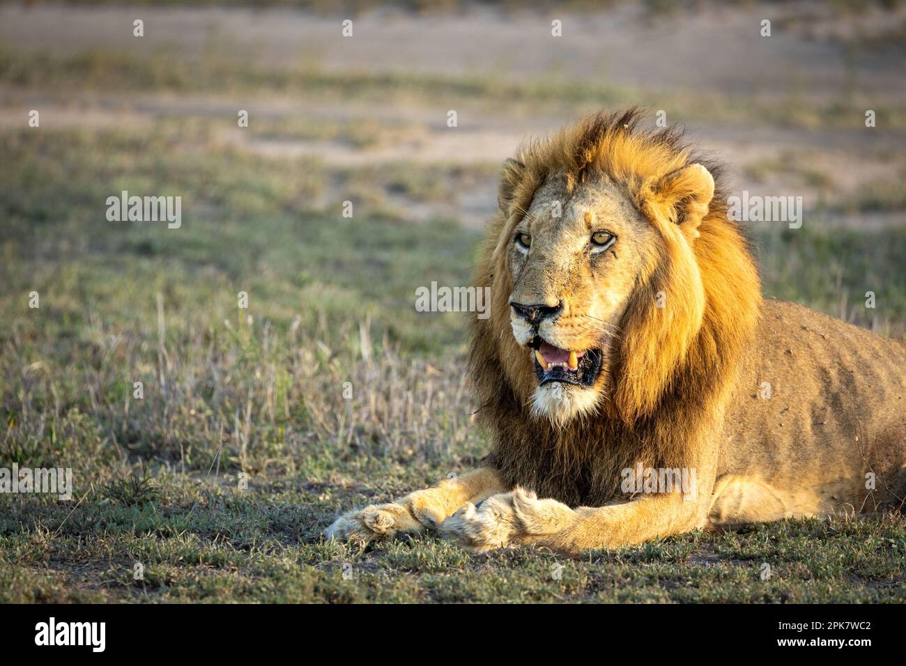 Ein männlicher Löwe, Panthera leo, der im goldenen Licht lag. Stockfoto