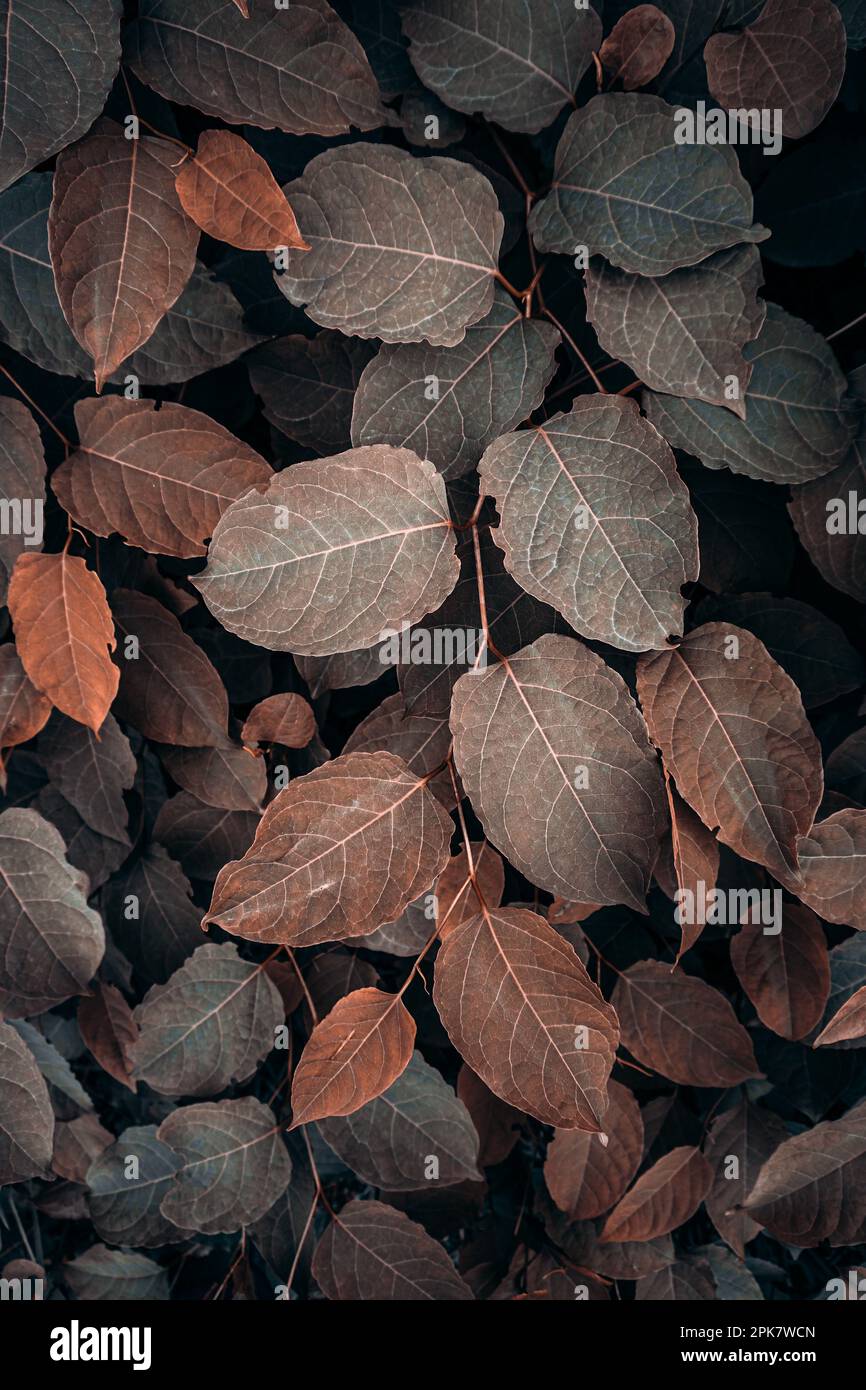 Braune japanische Knotweed-Blätter in der Herbstsaison, brauner Hintergrund Stockfoto