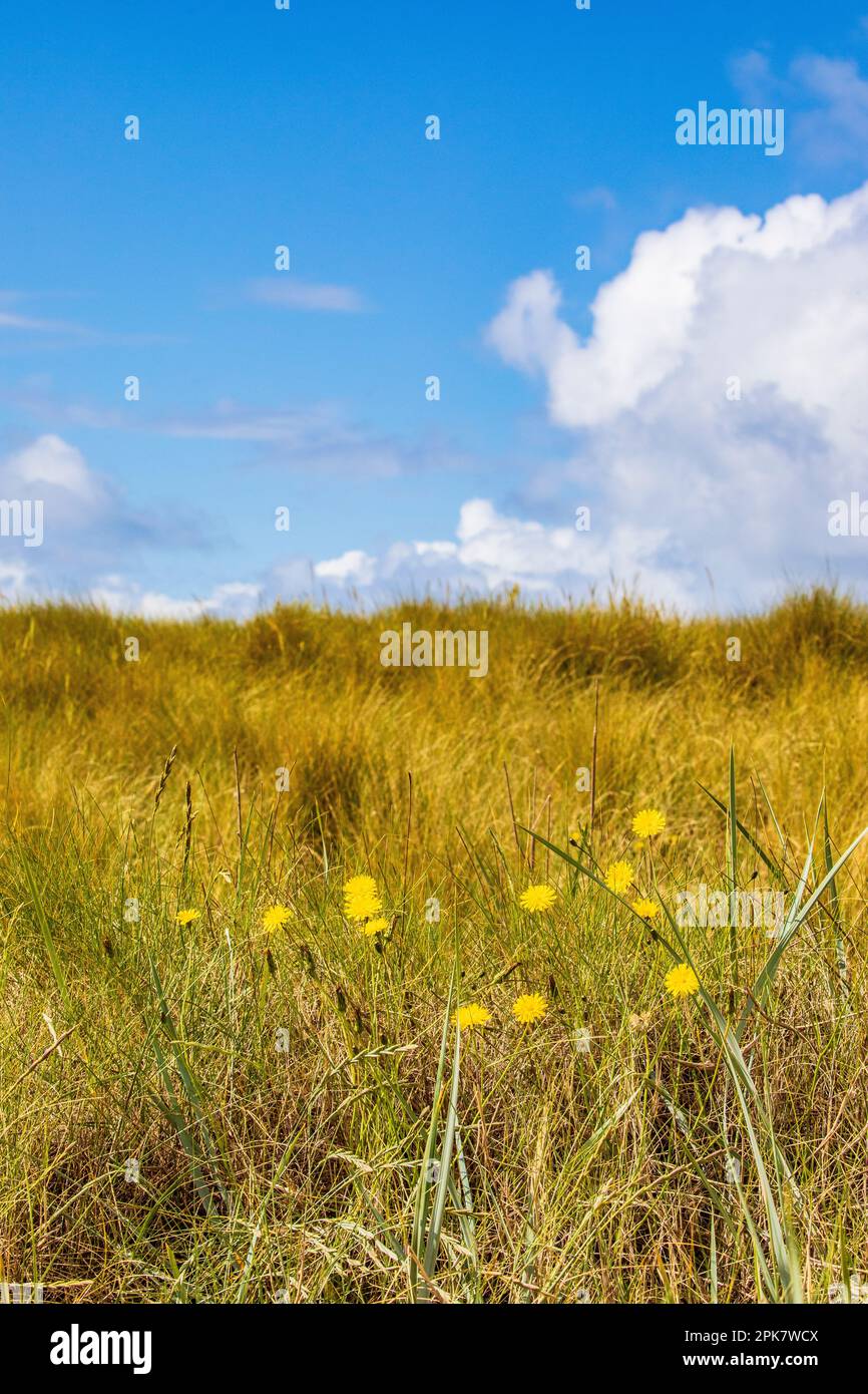 Pilosella officinarum, bekannt als Maus-Ohr-Habichtskraut Stockfoto
