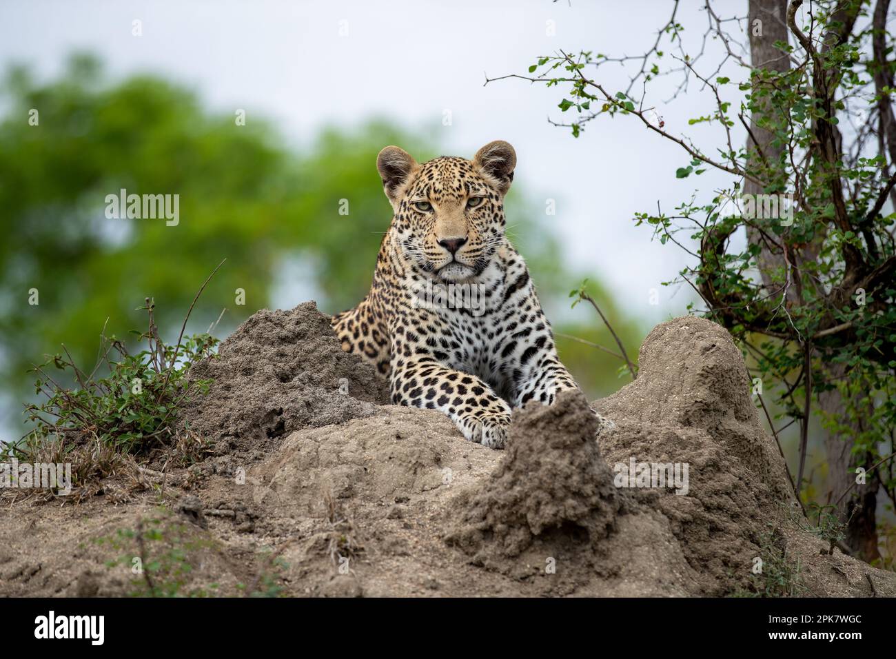 Ein Leopard, Panthera Pardus, der auf einem Termitenhügel liegt. Stockfoto