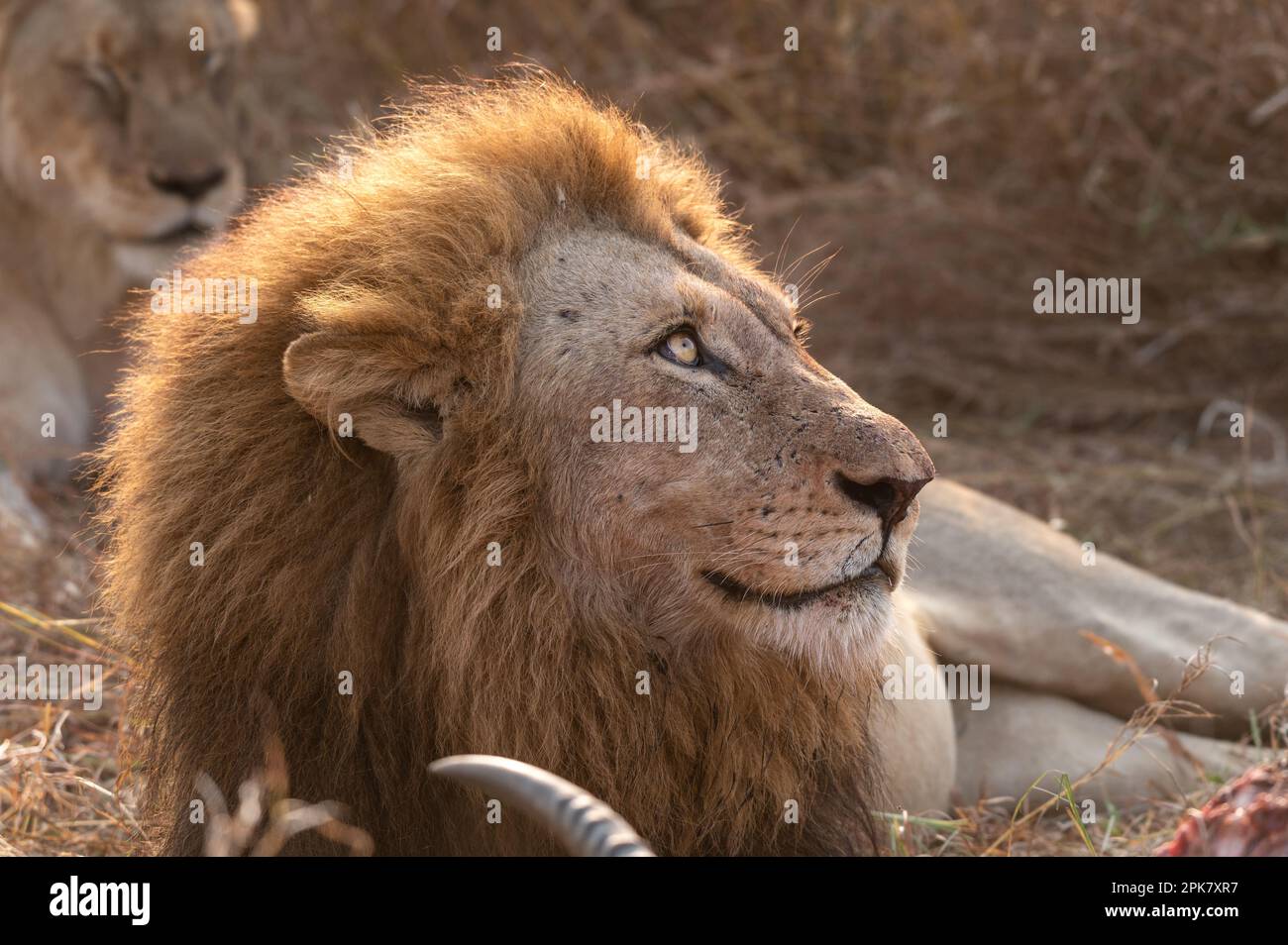 Ein Löwe, Pathera leo, liegt neben einem Killer und schaut nach oben. Stockfoto