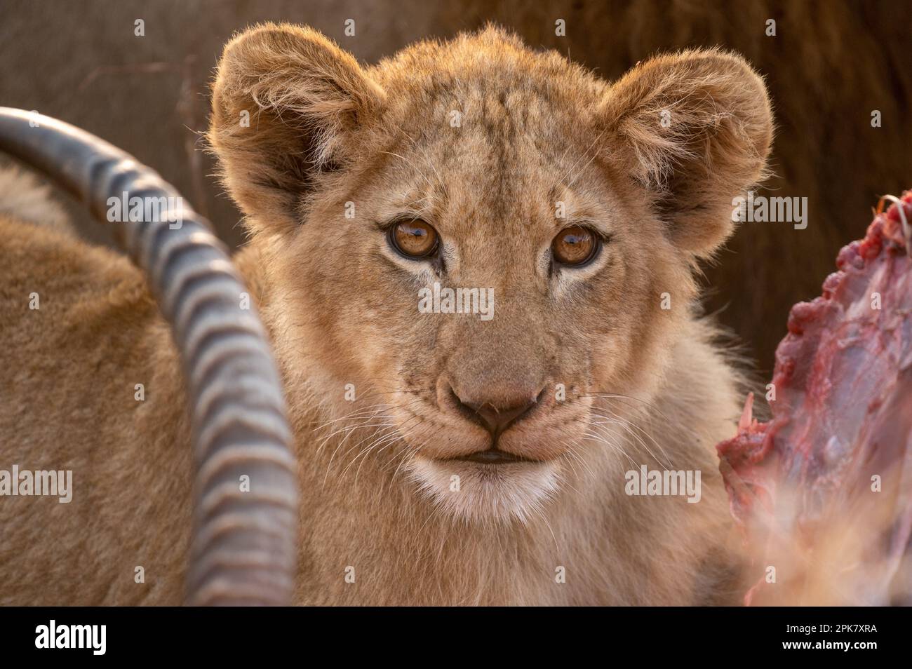 Ein Löwenjunges, Pathera leo, ernähren sich von einem Mord, direktem Blick. Stockfoto
