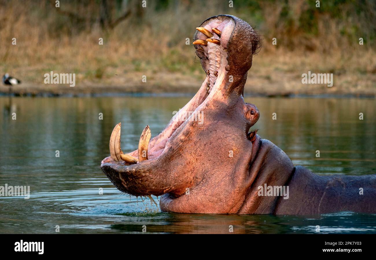 Ein Nilpferd, Hippopotamus amphibius, gähnt in einem Damm. Stockfoto