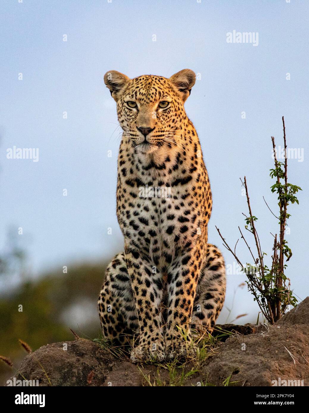 Ein Leopard, Panthera Pardus, sitzt auf einem Hügel, direkter Blick. Stockfoto