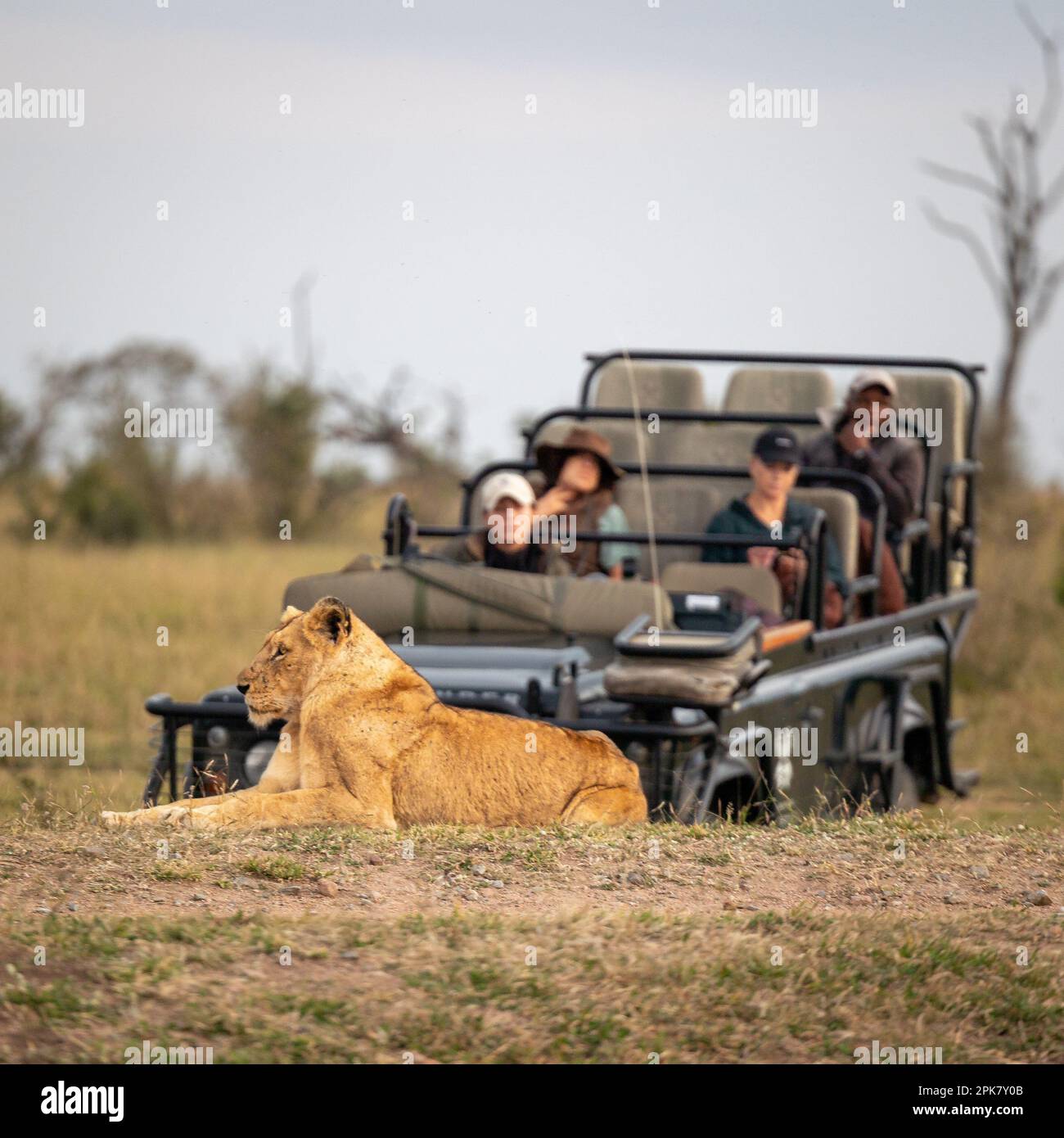 Eine Löwin, Pathera leo, lag vor einem Safari-Wildfahrzeug. Stockfoto