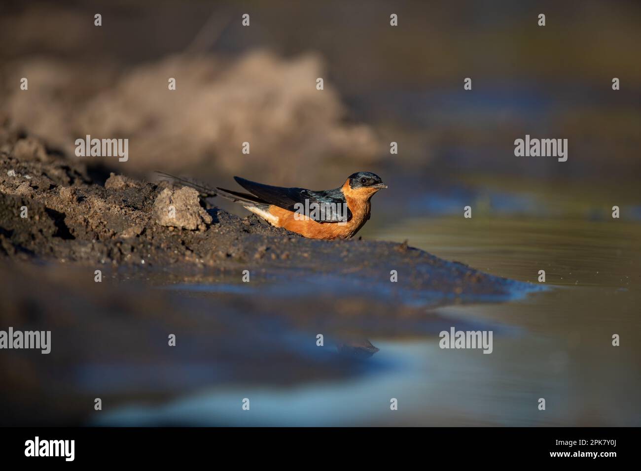 Eine Rotbrustschwalbe, Cecropis semirufa, trinkt Wasser. Stockfoto