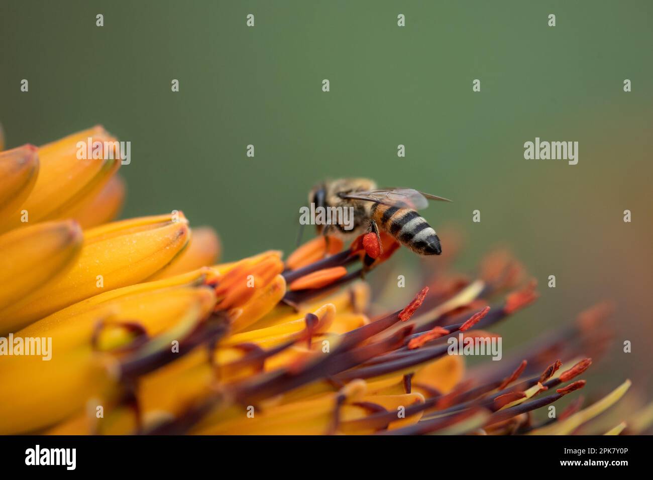 Eine Biene, Anthophila, sammelt Pollen. Stockfoto