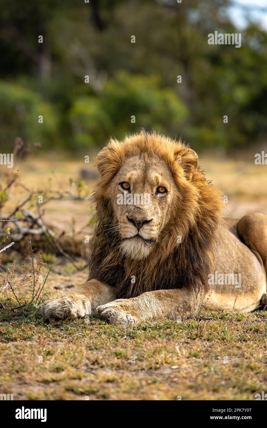 Ein Löwe, Panthera leo, liegt auf dem Gras. Stockfoto