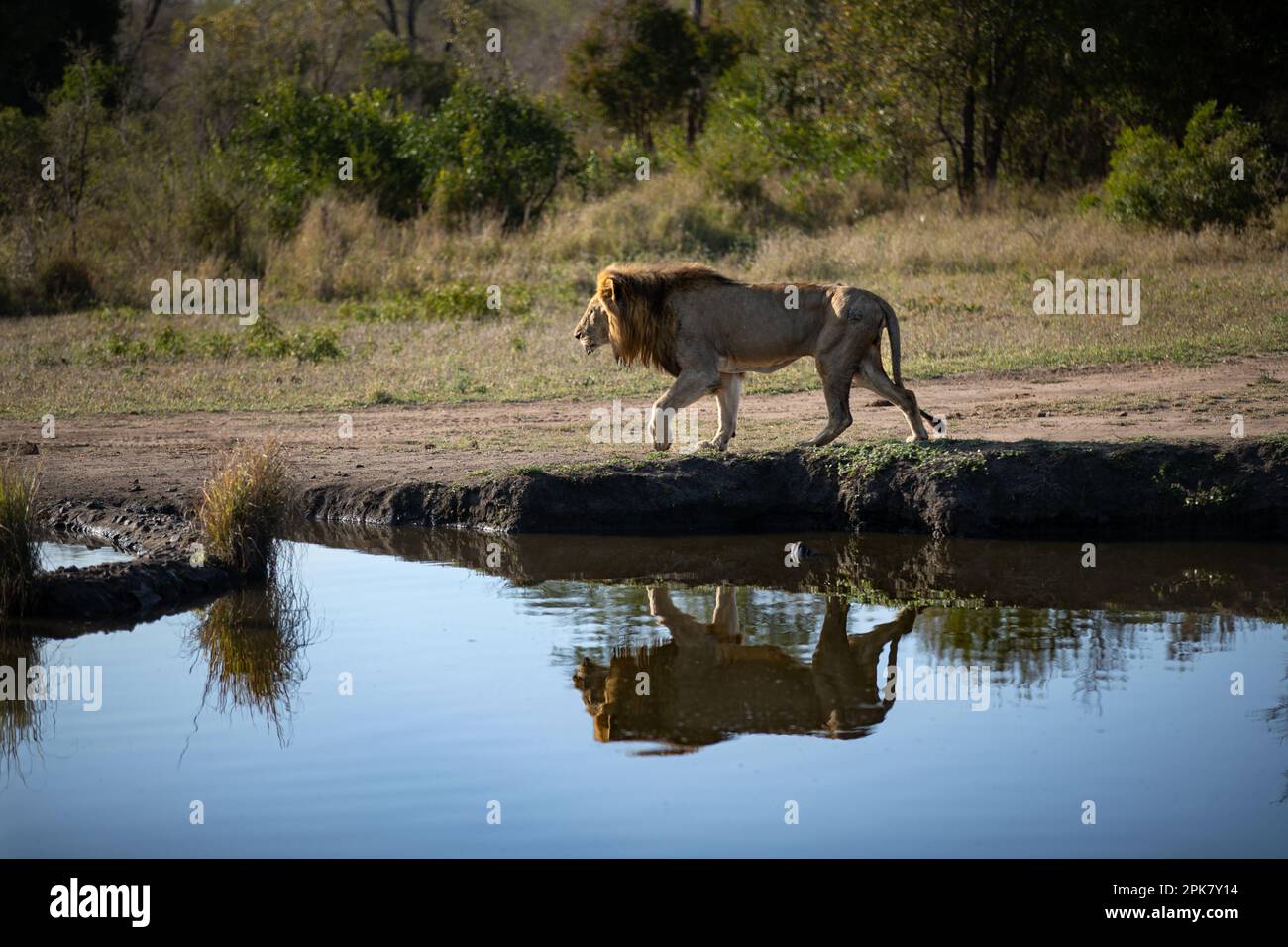 Ein männlicher Löwe, Panthera leo, der neben einem Damm spaziert, Reflexion im Wasser. Stockfoto