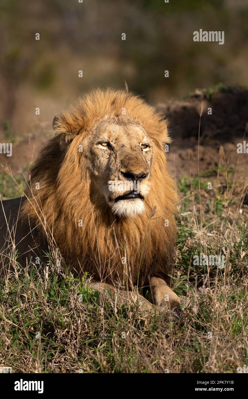 Eine Nahaufnahme eines männlichen Löwengesichts, Pathera leo. Stockfoto