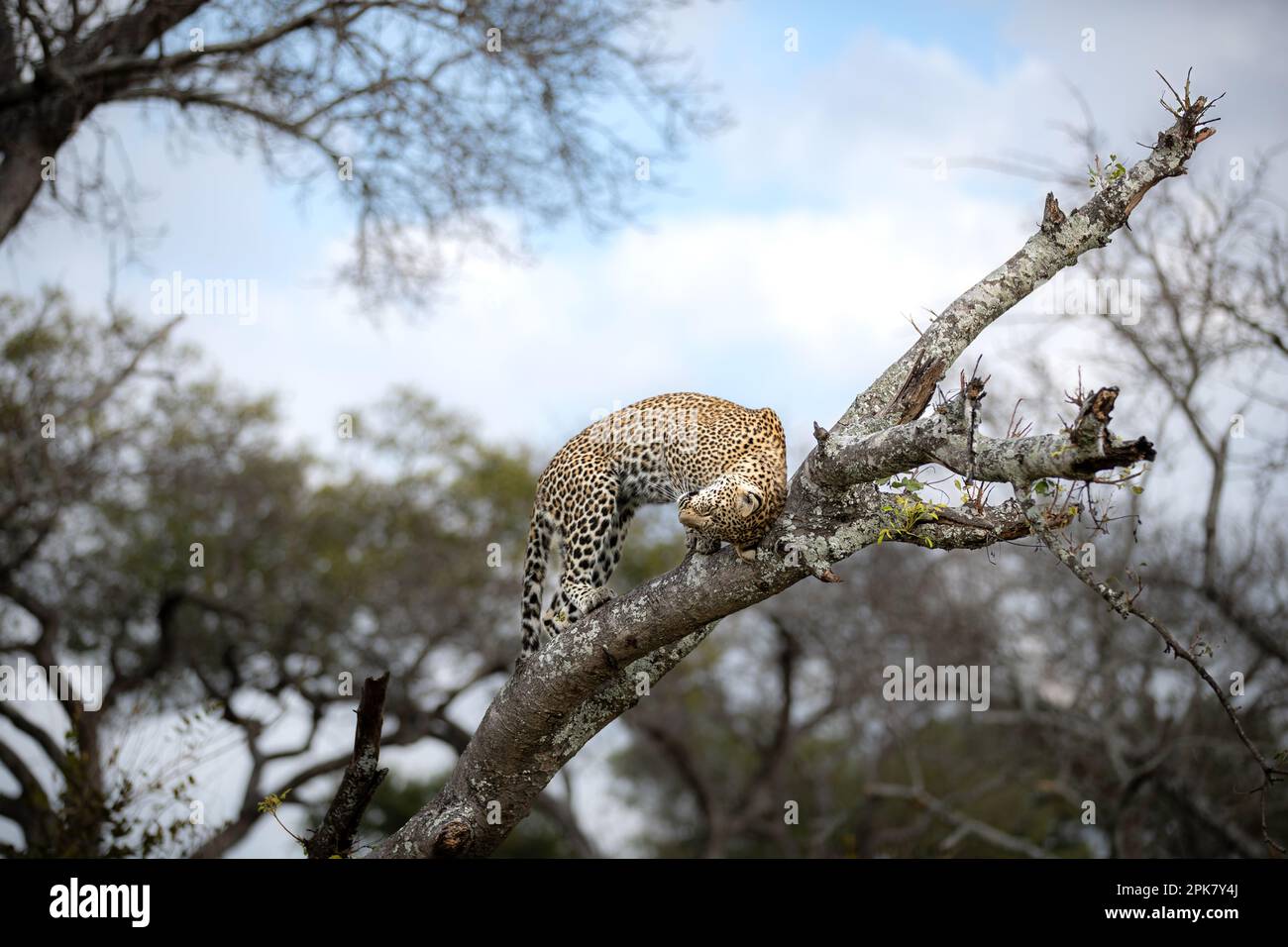 Eine Leopardin, Panthera Pardus, kratzt sich den Kopf an einem Ast. Stockfoto