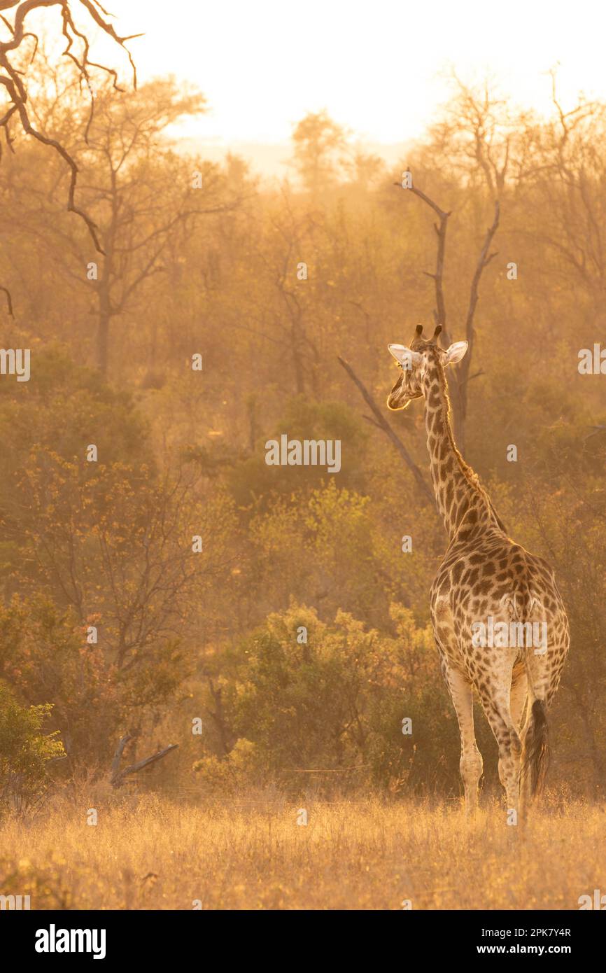 Eine Giraffe, Giraffa camelopardalis Giraffa, die bei Sonnenaufgang durch das Gras läuft, goldbeleuchtet. Stockfoto