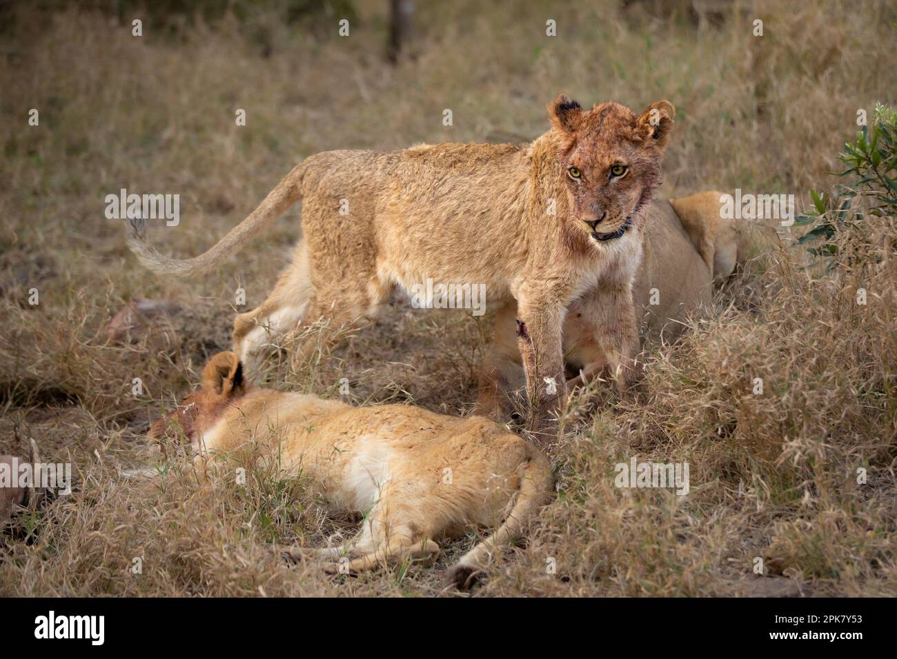 Löwenjungen, Pathera leo, mit blutbedeckten Gesichtern nach dem Essen. Stockfoto