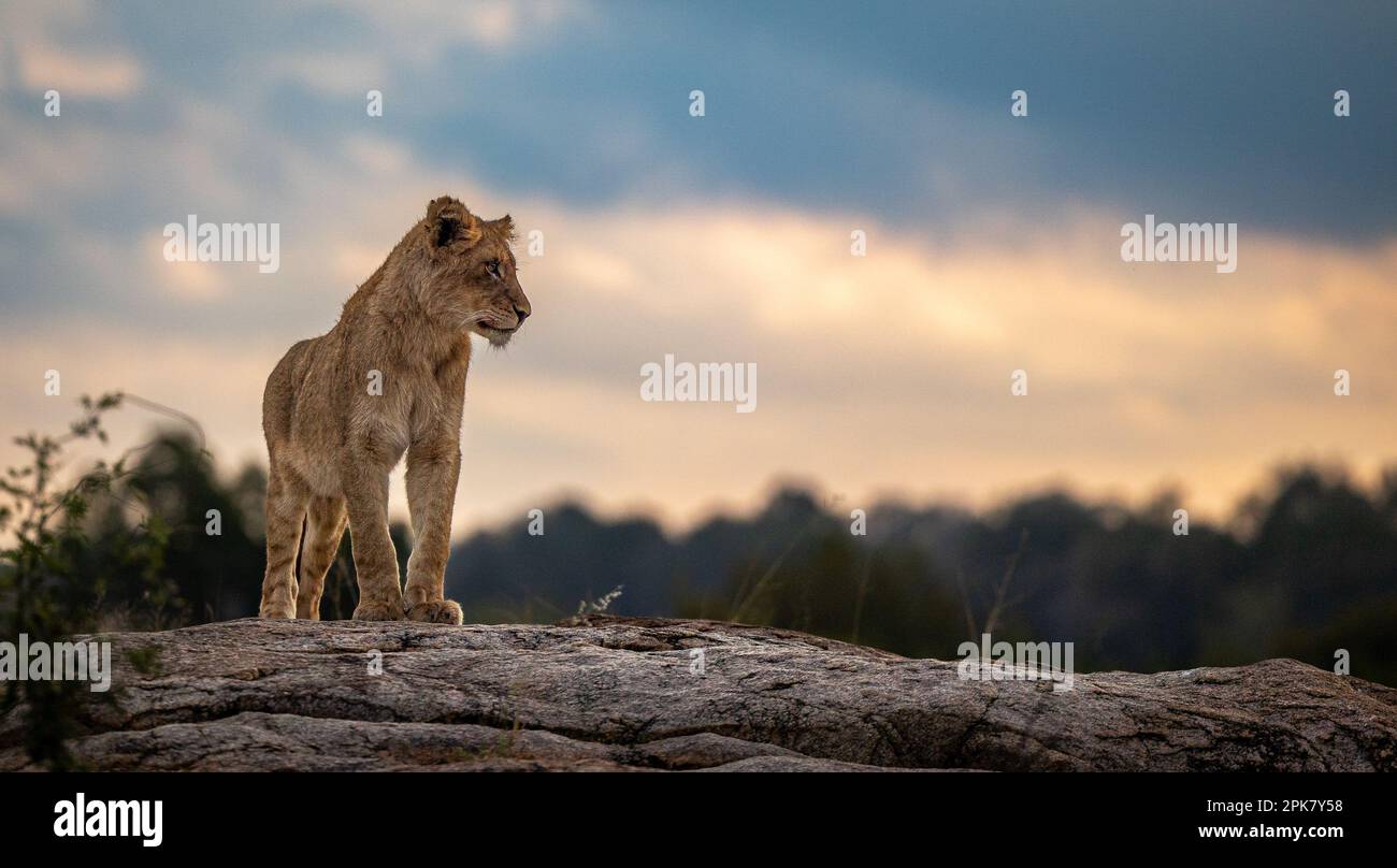 Ein Löwenjunges, Pathera leo, steht auf einem Felsen und schaut nach rechts. Stockfoto