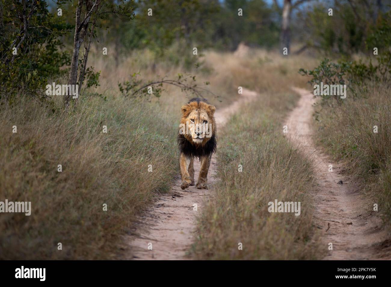 Ein männlicher Löwe, Pathera leo, läuft eine Straße entlang. Stockfoto