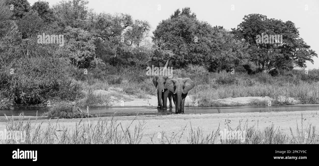 Zwei Elefantenbullen, Loxodonta africana, gehen zusammen durch einen Fluss. Stockfoto