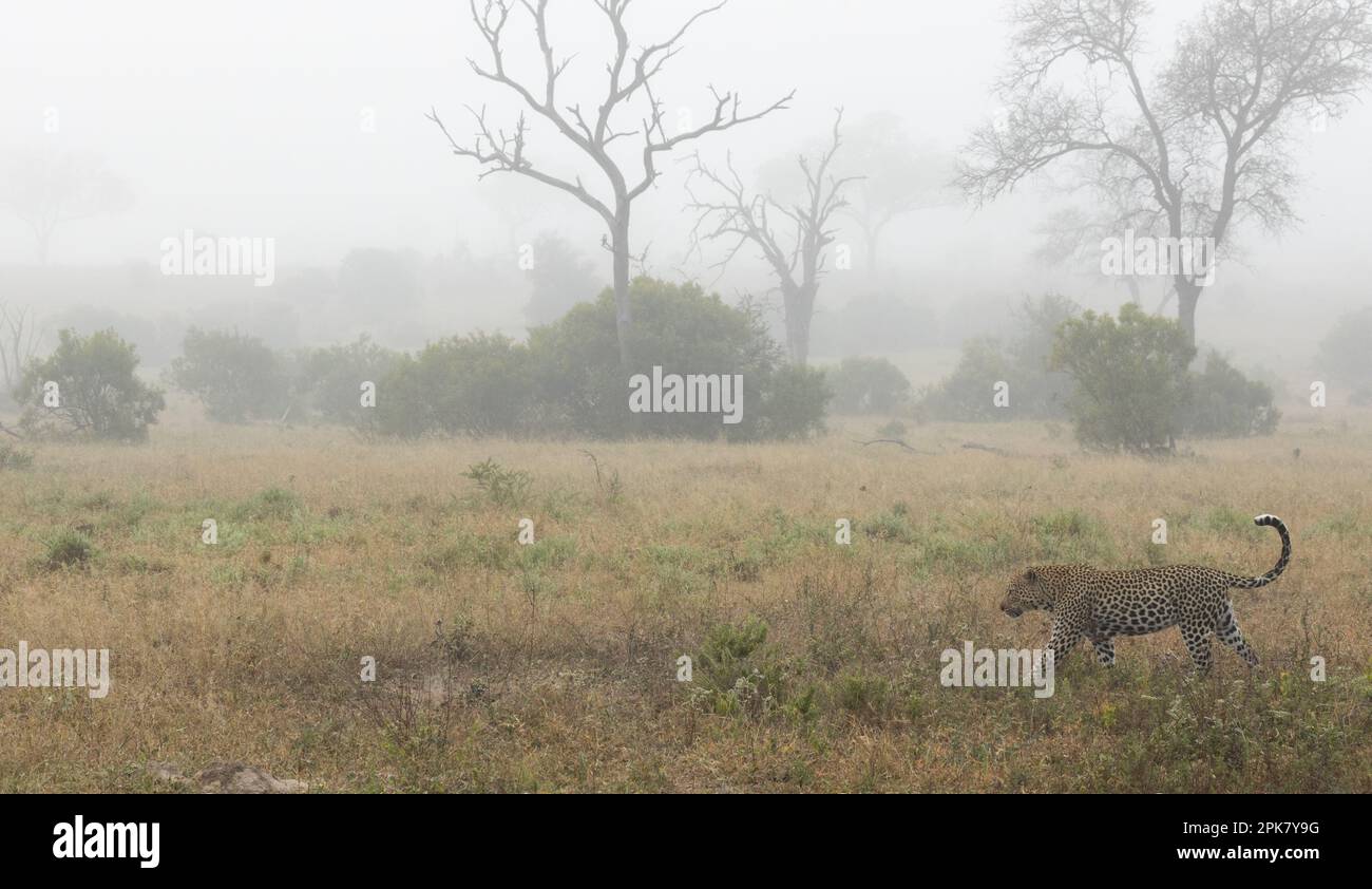 Ein männlicher Leopard, Panthera Pardus, läuft im Nebel durch das Gras. Stockfoto