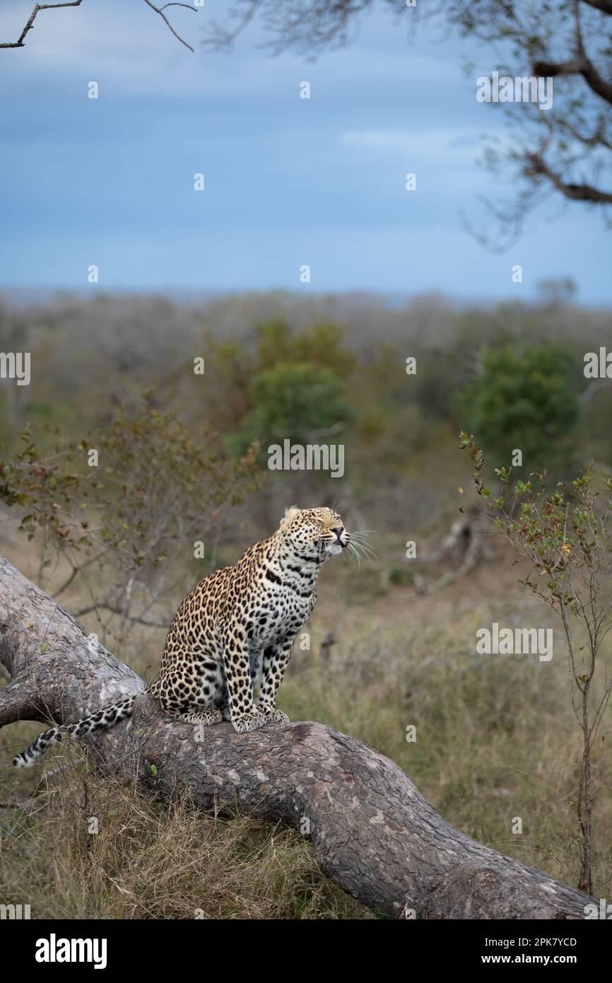 Ein Leopard, Panthera Pardus, sitzt auf einem Baumstamm und schüttelt Wasser von seinem Körper. Stockfoto