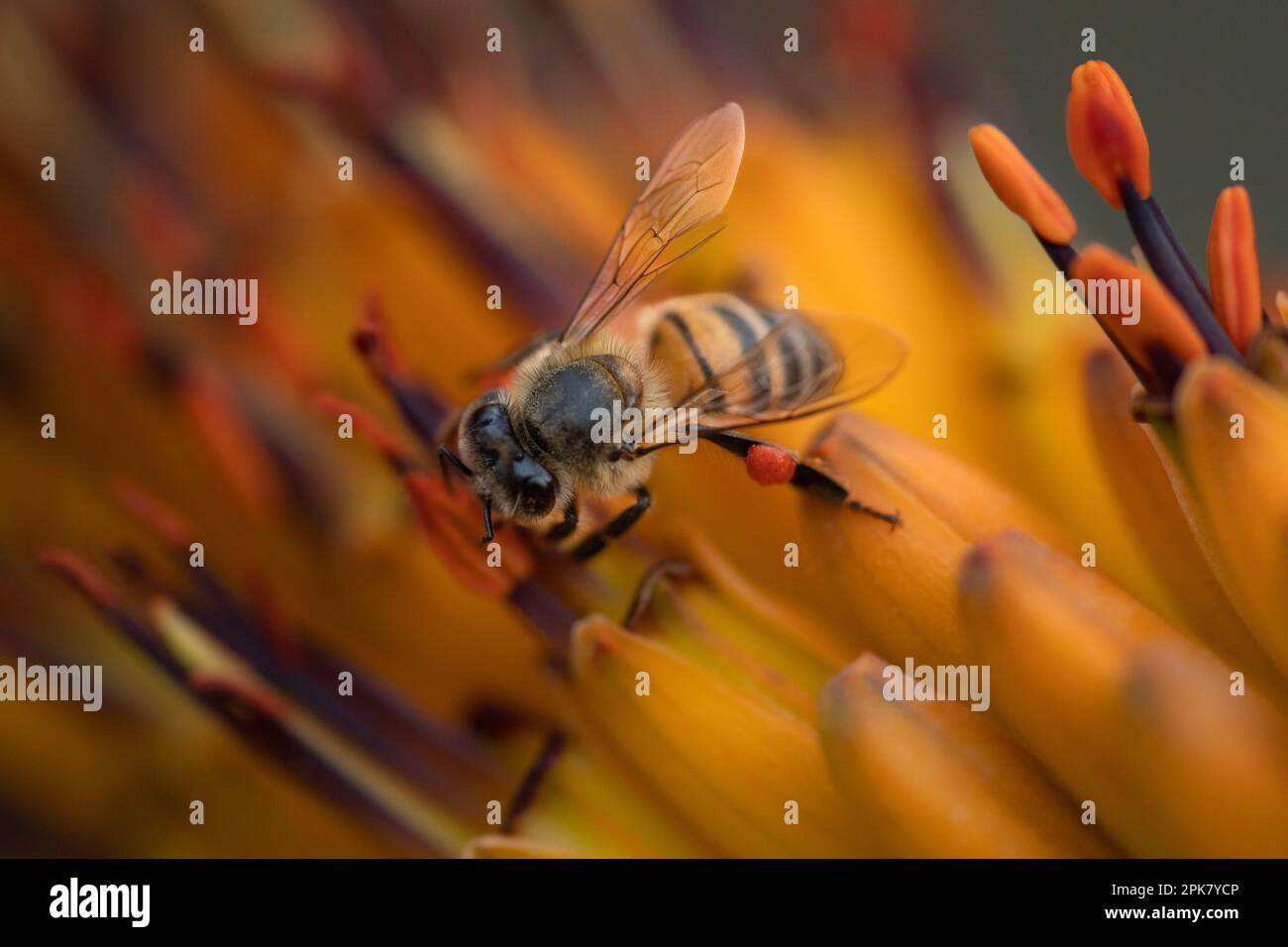 Eine Biene, Anthophila, sammelt Pollen von einer Aloe-Blume. Stockfoto