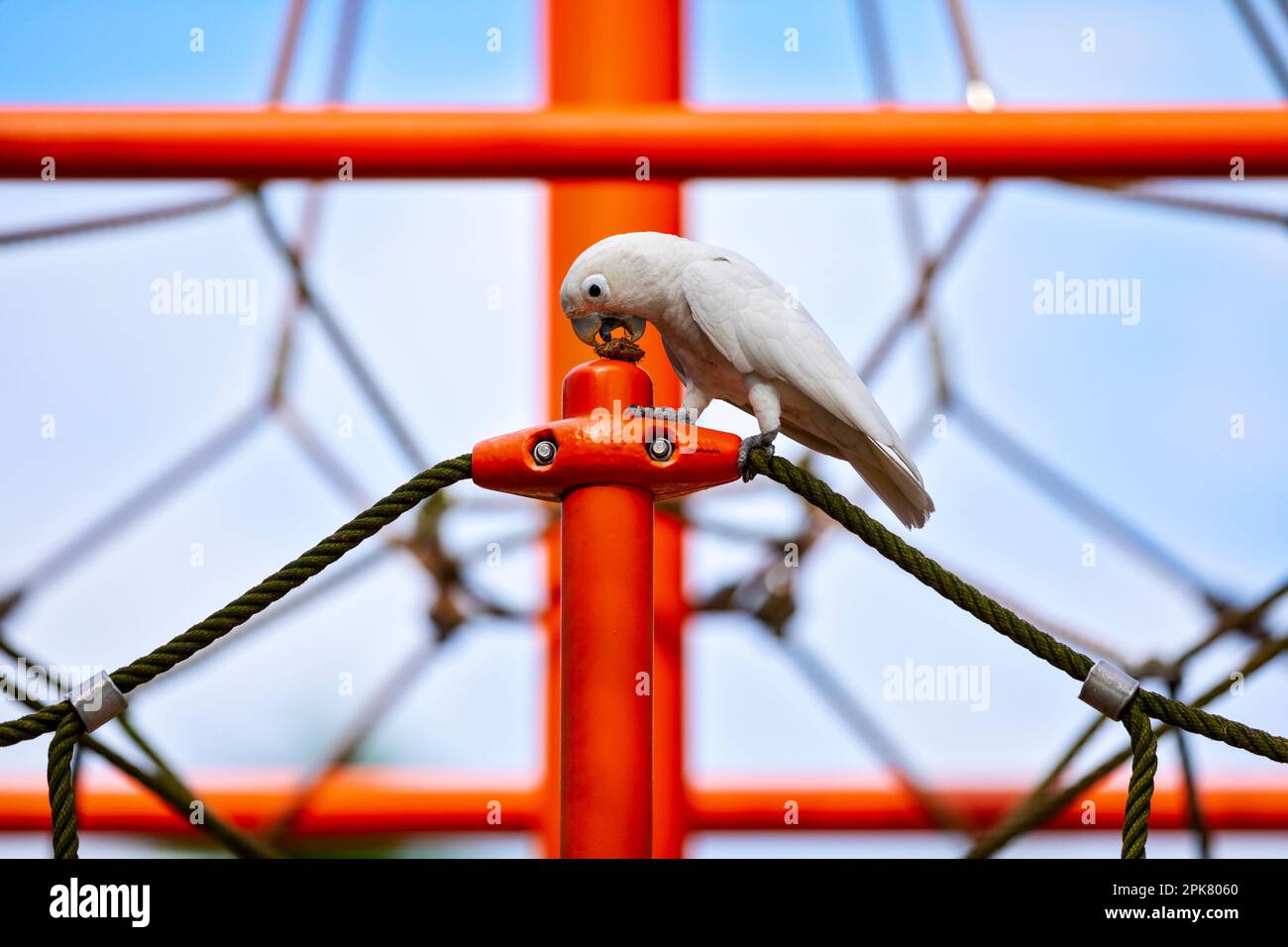 Tanimbar corella, die im Changi Beach Park, Singapur, auf einem Kletterplatz einen Mandelsaat isst Stockfoto