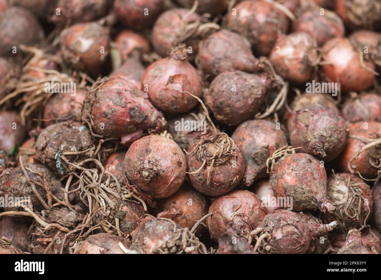 Lampascioni, Lampagioni oder Lupen von Leopoldia comosa auf einem Markt ist eine gastronomische Spezialität der italienischen Regionen Basilikata und Apulien oder Apulien Stockfoto