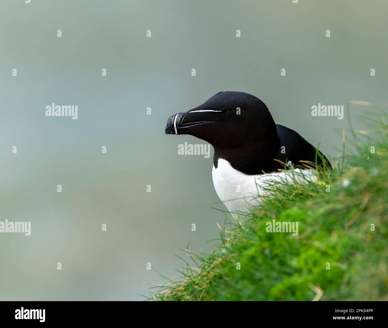Ein Razorbill, (Alca torda), der unsicher hoch oben auf der Klippe in Bempton, East Yorkshire, Großbritannien, liegt Stockfoto
