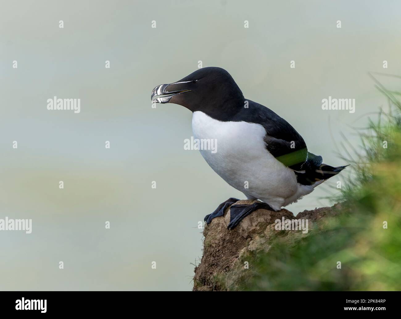 Ein Razorbill, (Alca torda), der unsicher hoch oben auf der Klippe in Bempton, East Yorkshire, Großbritannien, liegt Stockfoto