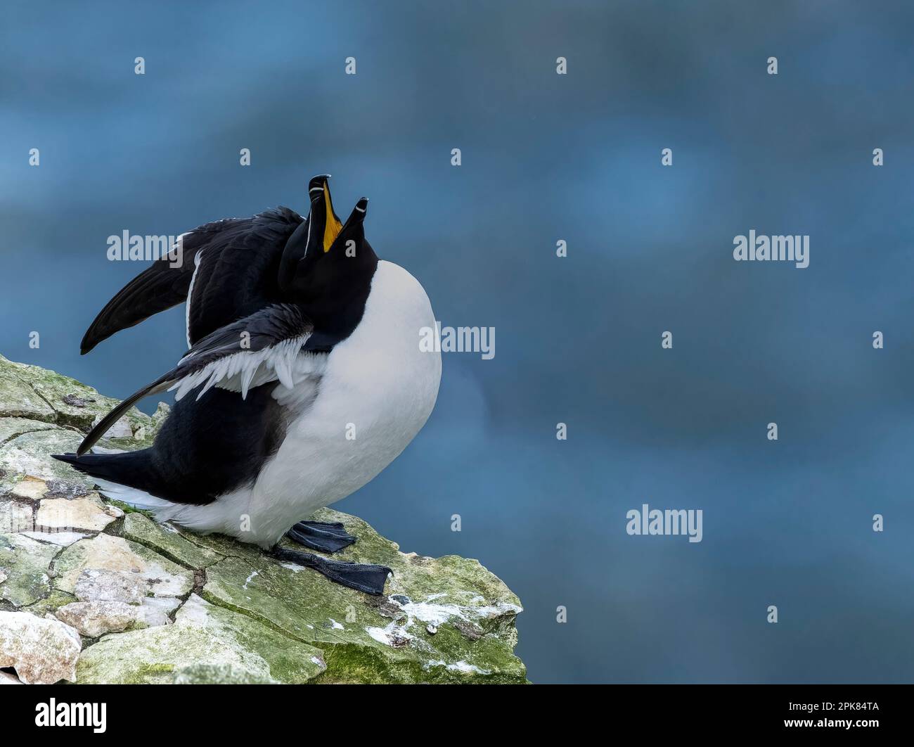 Ein Razorbill, (Alca torda), der auf der Klippe von, wie er seinen Freund Bempton, East Yorkshire, Großbritannien, hervorruft, unsicher hoch oben steht Stockfoto