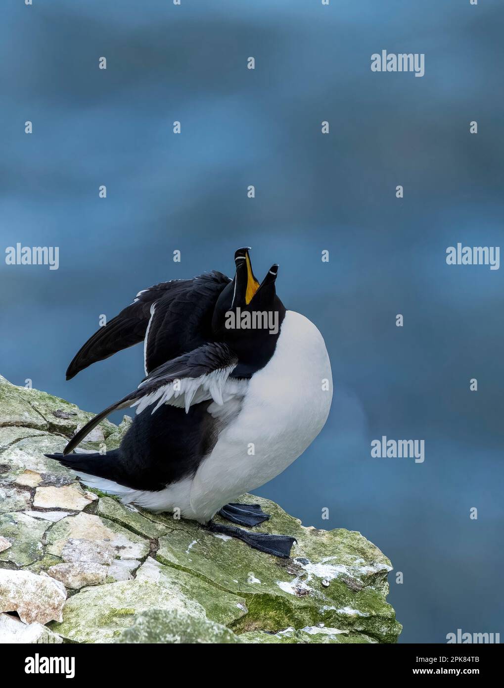 Ein Razorbill, (Alca torda), der auf der Klippe von, wie er seinen Freund Bempton, East Yorkshire, Großbritannien, hervorruft, unsicher hoch oben steht Stockfoto
