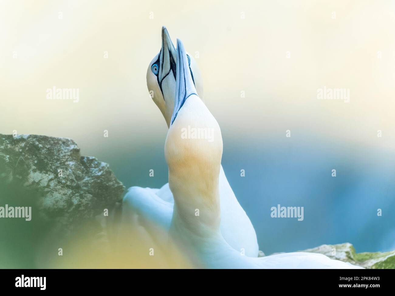 Ein erwachsener Northern Gannet (Morus bassanus) mit breiten Flügeln, die über die Nordsee in Bempton, East Riding of Yorkshire, Großbritannien gleiten Stockfoto