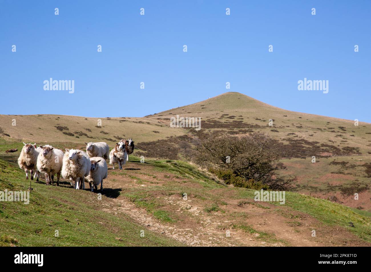 Tiere Schaftiere auf dem Hügel von Lose Hill, dem Beginn der großen Wanderung zwischen Mam Tor und Lose Hill im Peak District Stockfoto