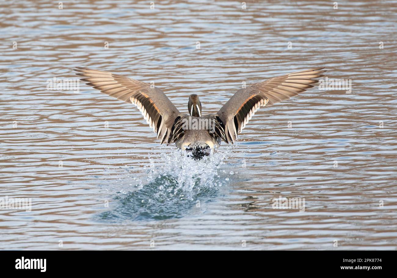 Nordpintail Ente männlich (Anas acuta), die über einen lokalen Winterteich in Kanada fliegen Stockfoto