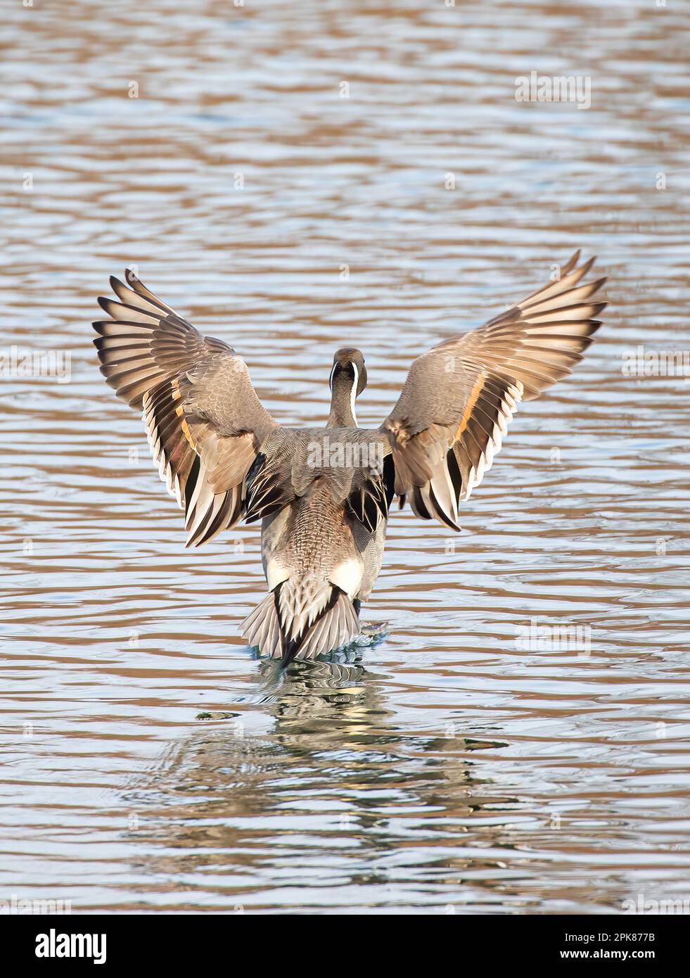 Nordpintail Ente männlich (Anas acuta), die über einen lokalen Winterteich in Kanada fliegen Stockfoto