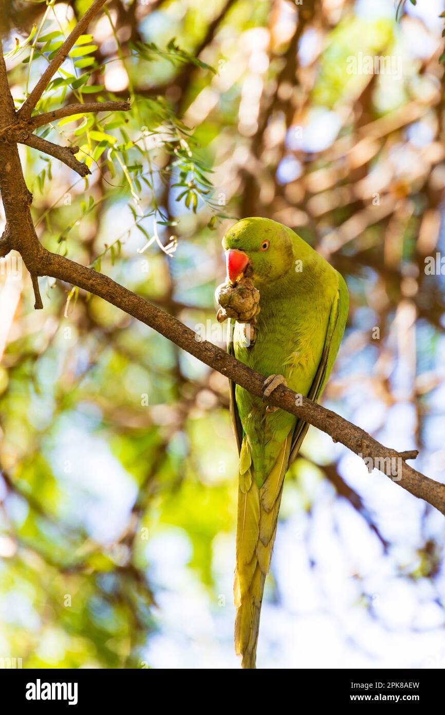 Feral Monk Parakeet, Quaker Parrot. Myiopsitta Monachus. Ein invasiver grüner Sittich aus Brasilien. In den Zweigen eines Baumes, die eine Nuss essen. Stockfoto