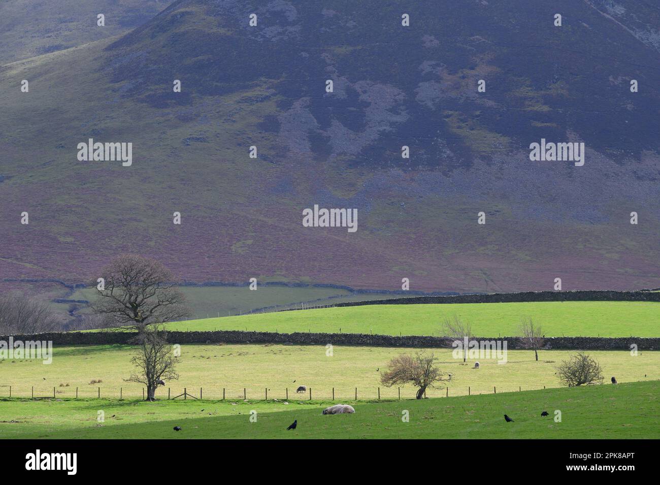 Typische Landschaft des Lake District Northern Lake District in der Nähe von Bassenthwaite, Cumbria, Großbritannien Stockfoto