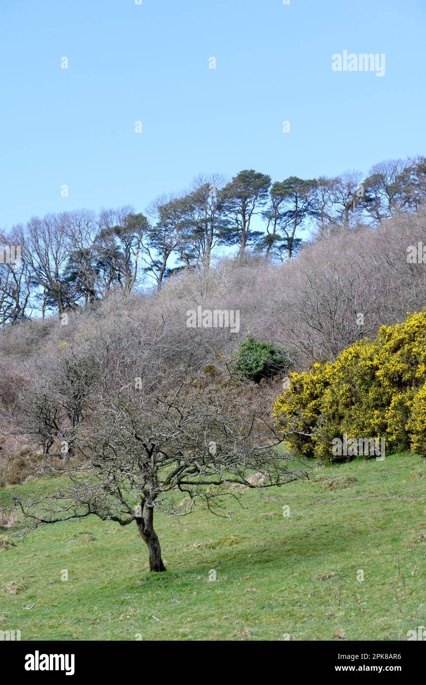 Typische Landschaft des Lake District Northern Lake District in der Nähe von Bassenthwaite, Cumbria, Großbritannien Stockfoto