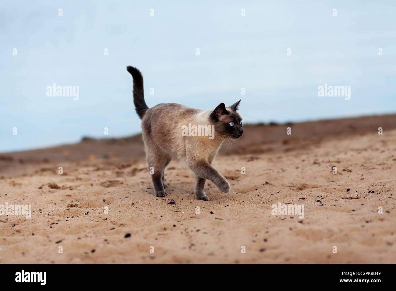 Einheimische thailändische Katze, die draußen am Sandstrand in der Nähe des Wassers spaziert Stockfoto