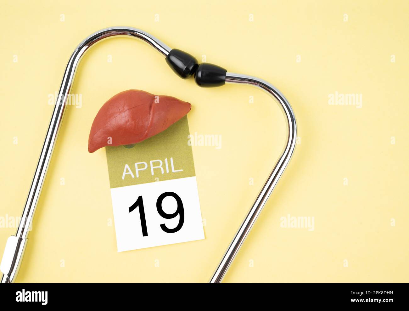 April 19. Kalender und menschliche Leber mit Stethoskop Medical. Weltlebertag-Konzepte. Stockfoto