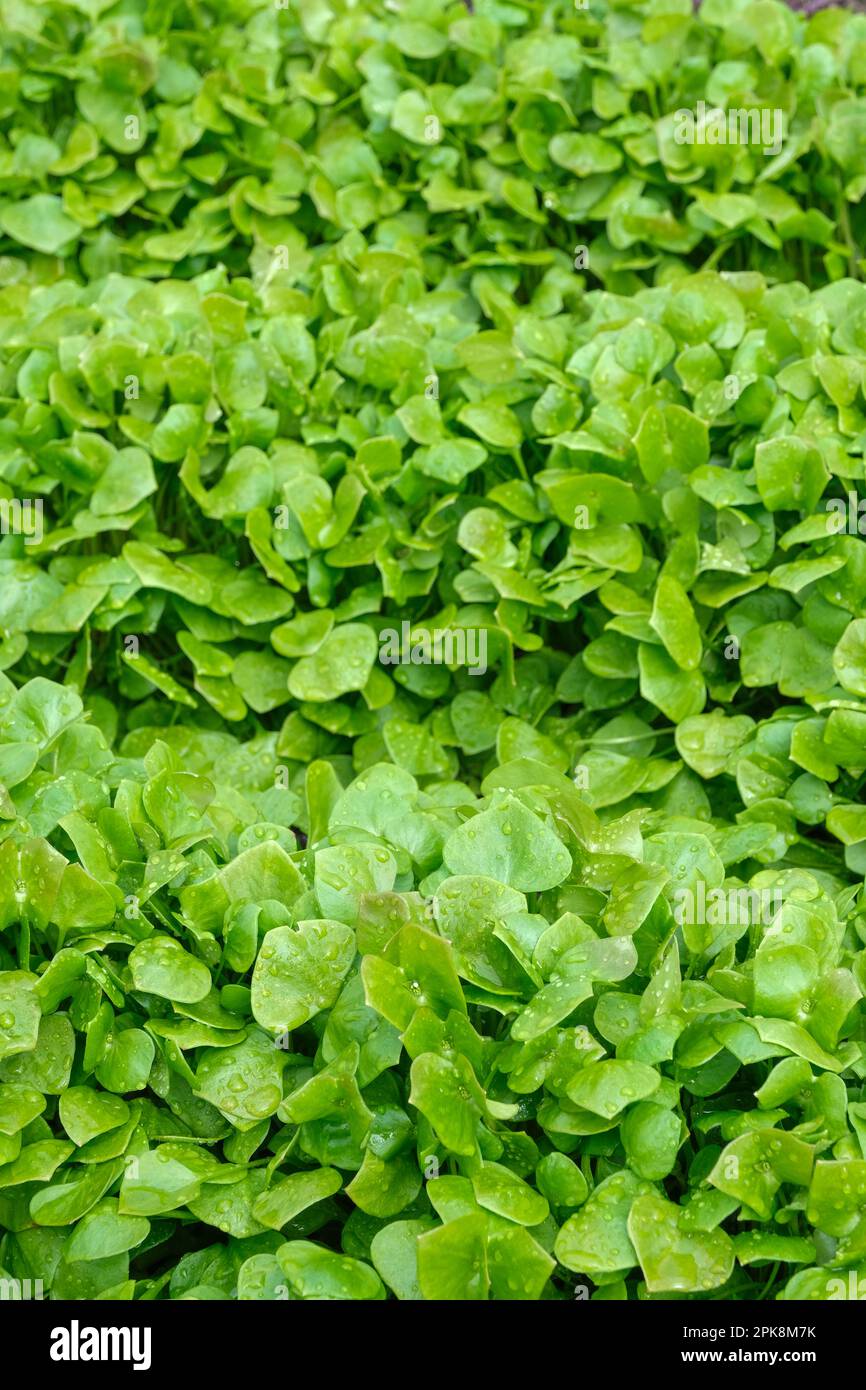 Claytonia perfoliata, Minersalat, indischer Salat, Winterportulak, Palsingat, Gemüse für Wintersalate Stockfoto